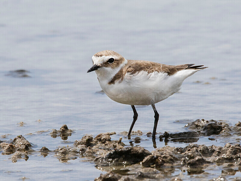 Kentish Plover - Lesvos May 2022