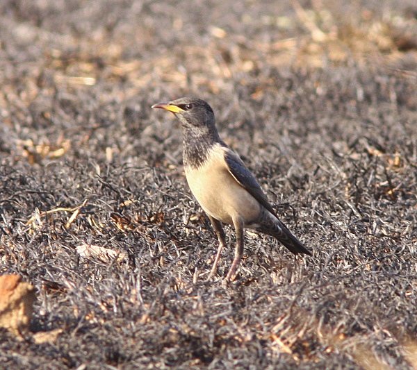 Rosy Starling - Indian Birds