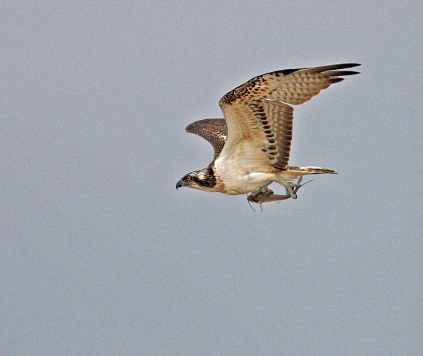 Osprey with fish - Cyprus Birds
