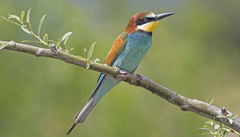 Bee Eater. - Lesvos, Spring 2017