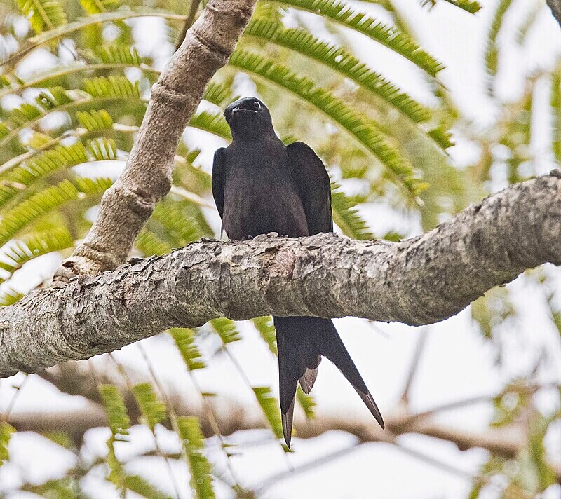Fork Tailed Drongo - The Gambia Nov/Dec 2023