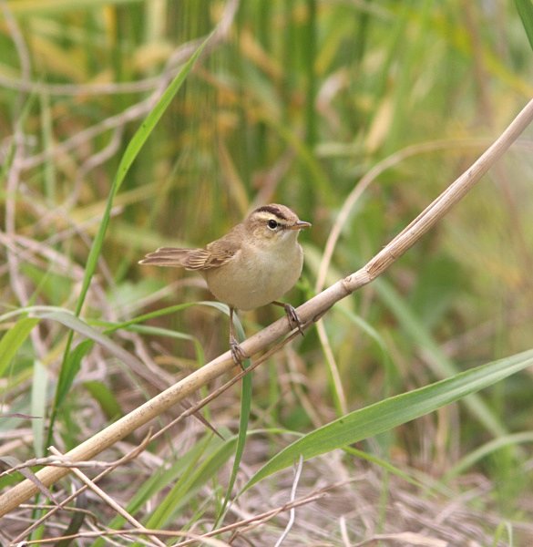 Black Browed Reed Warbler - China Birds