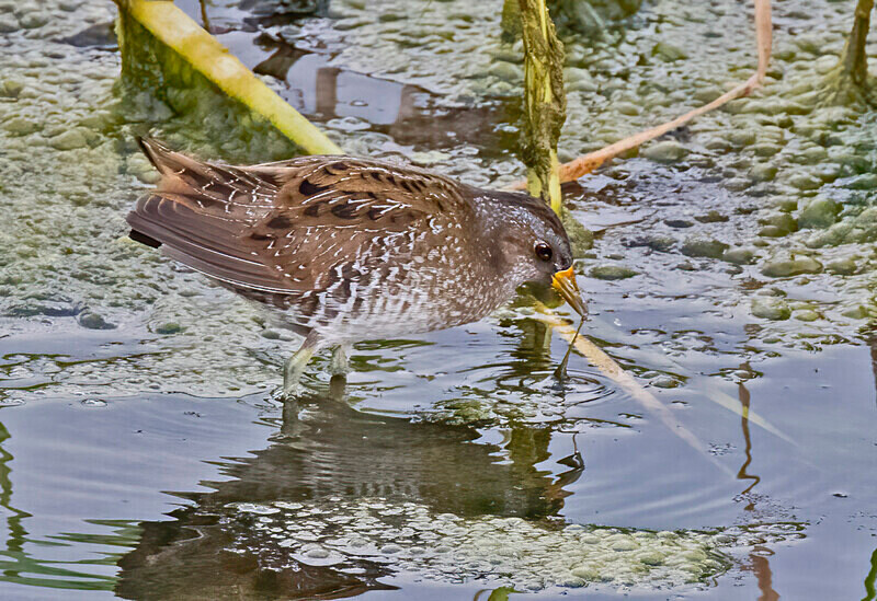 Spotted Crake. - Lesvos April/May 2023