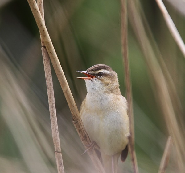 Sedge Warbler - Norfolk, Spring 2012
