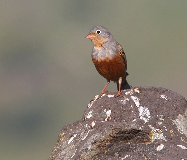 Cretzchmar's Bunting - Lesvos 2011