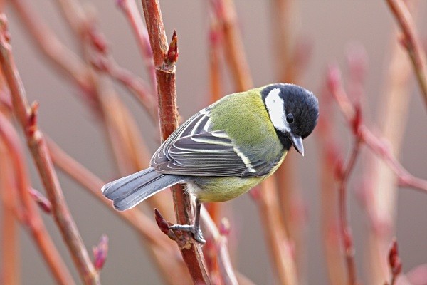 Great  Tit - Crests & Tits