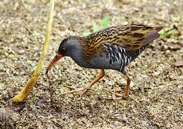 Water Rail with worm - Herons, Egrets, Rails & Divers
