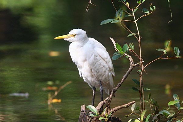 Intermediate Egret - Indian Birds