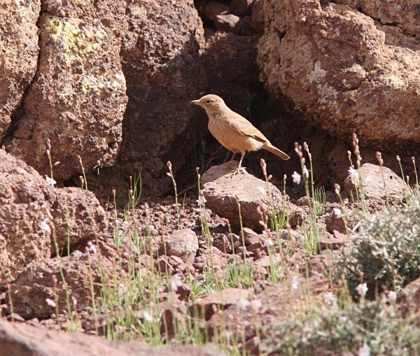 Desert Lark - Morocco Birds