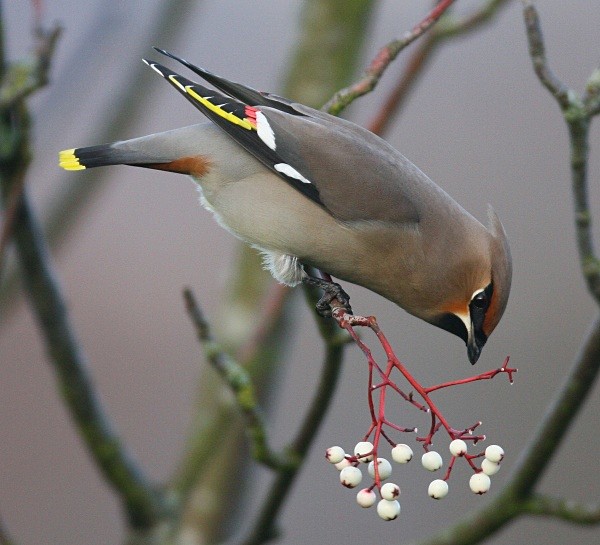 Waxwing - Cuckoos, Shrikes & Waxwings