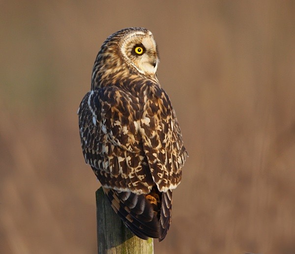 Short Eared Owl