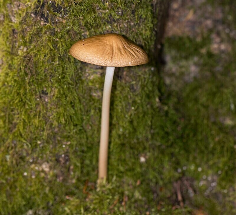 Rooting Shank - Caps
