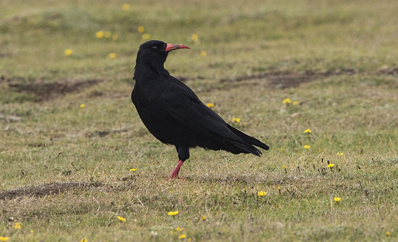 Chough - Owls, Raptors, Corvids & Doves