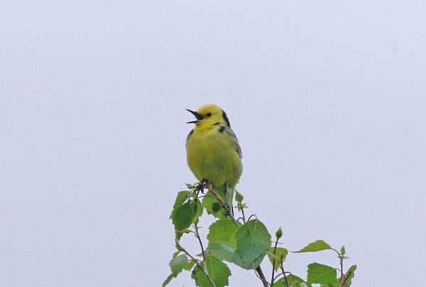 Citrine Wagtail - Poland Birds