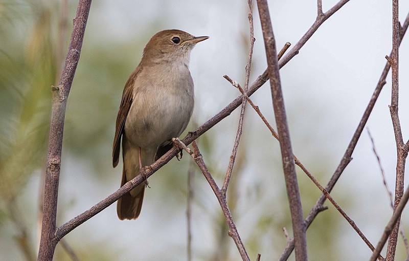 Nightingale - Lesvos 2015