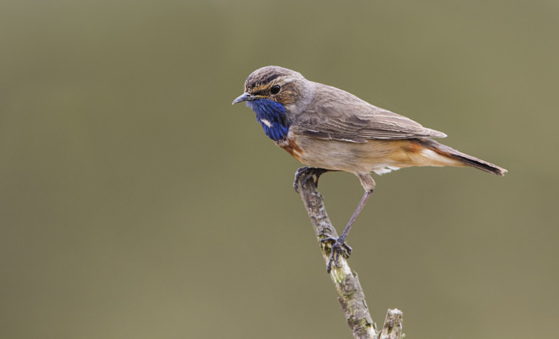 Male Bluethroat - Netherlands 2016