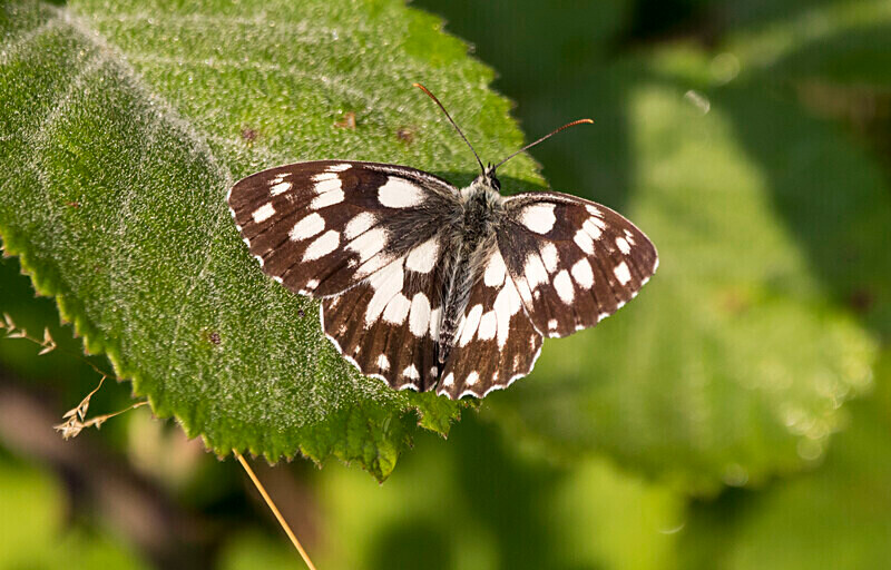 Marbled White Butterfly - Bulgaria and Romania 2019