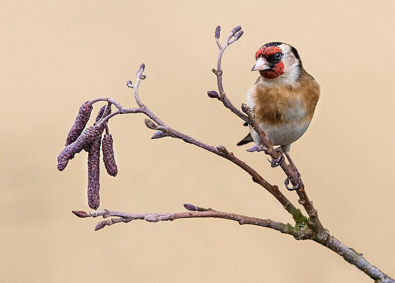 Goldfinch - Selection Box