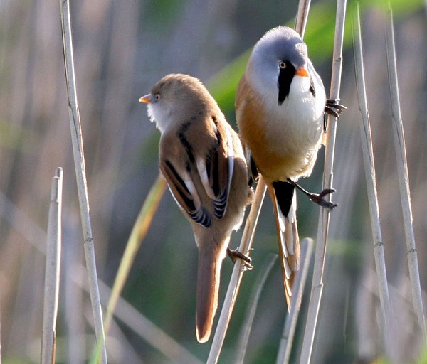 Bearded Tits - Bearded Tit
