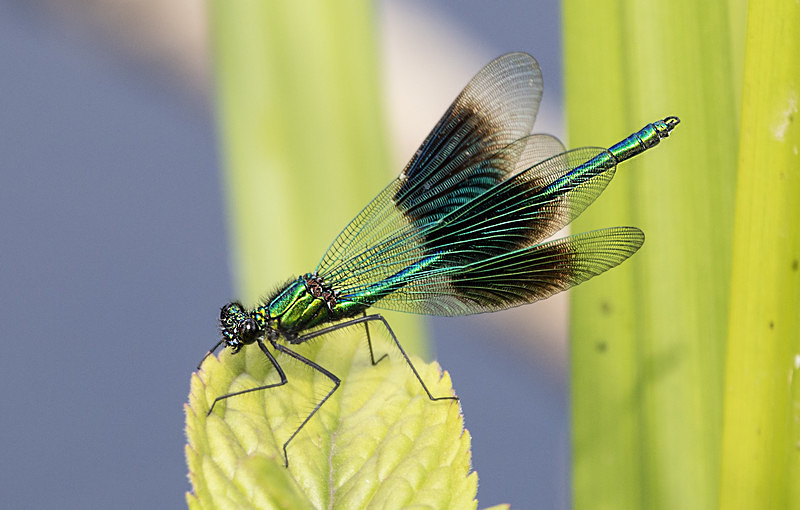 Banded Demoiselle - Dragonflies and Damselflies