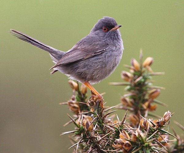  - Marmora's Warbler