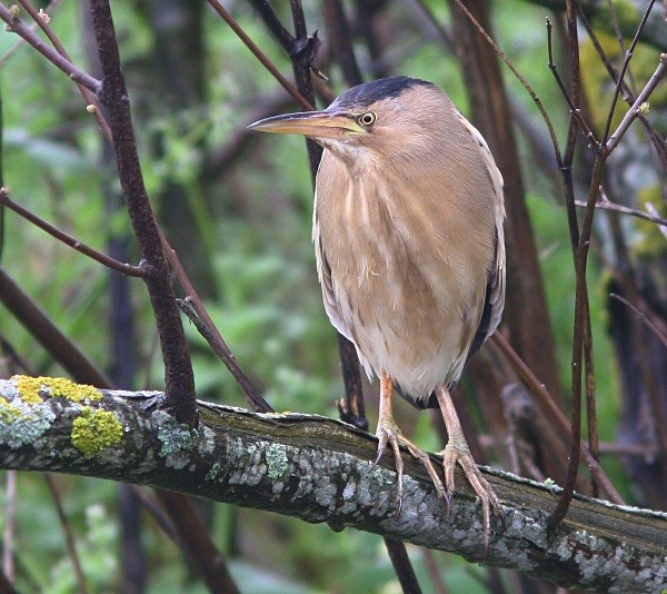 Little Bittern - Lesvos 2011