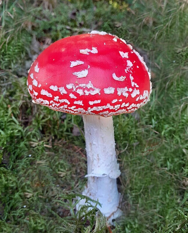Fly Agaric - Fly Agaric