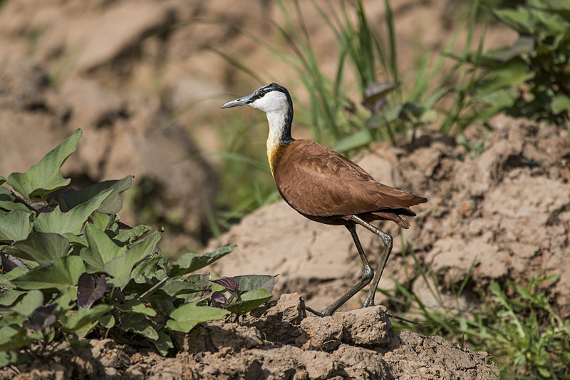 African Jacana. - The Gambia 2018