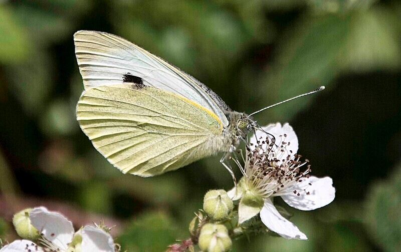 Large White - Butterflies