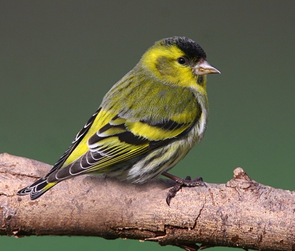 Siskin - Finches