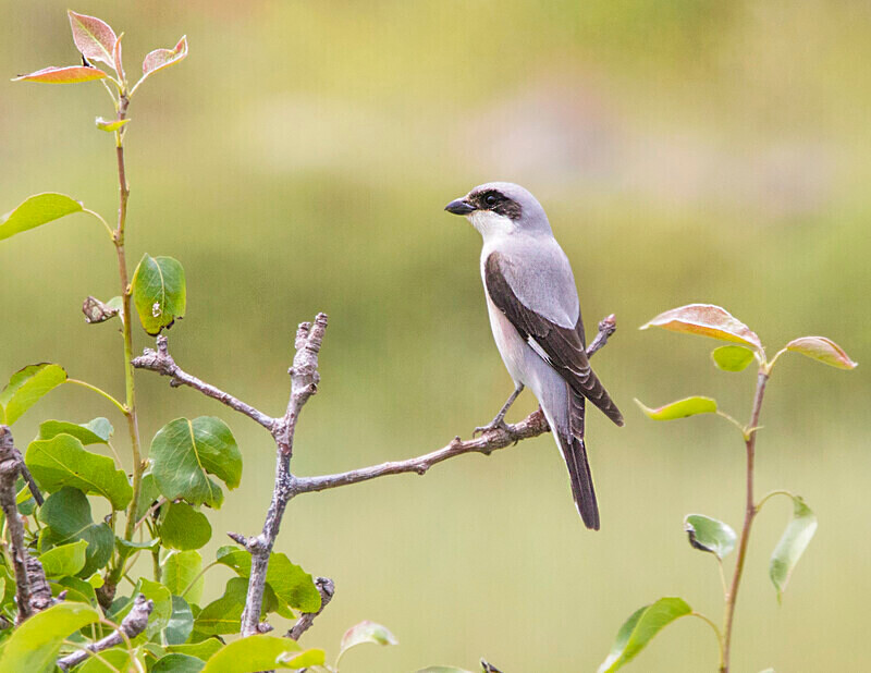 Lesser Grey Shrike - Lesvos May 2022