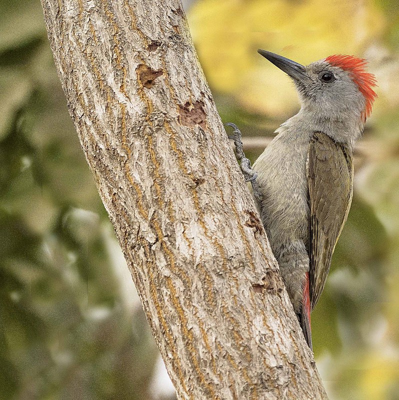 Grey Woodpecker. - The Gambia 2018