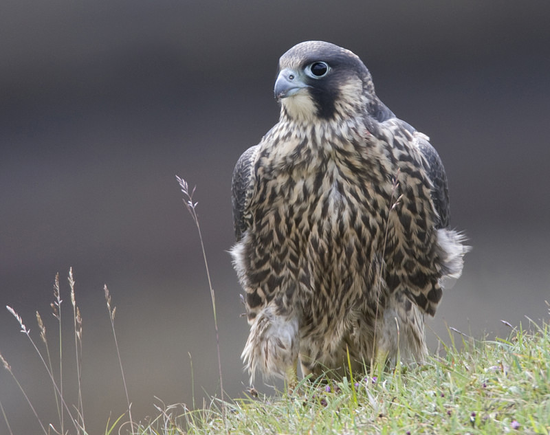 Juvenile Peregrine Falcon - Selection Box