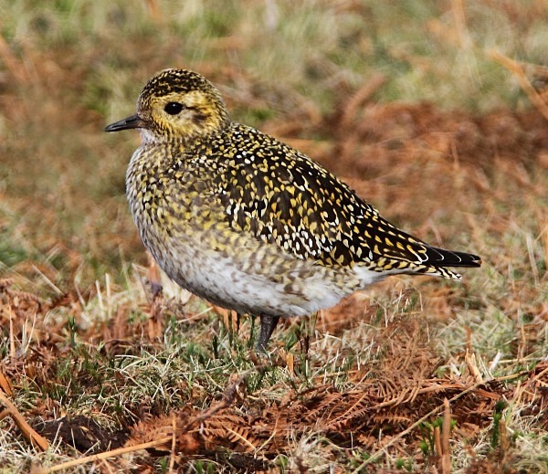 Golden Plover - Waders and Plovers