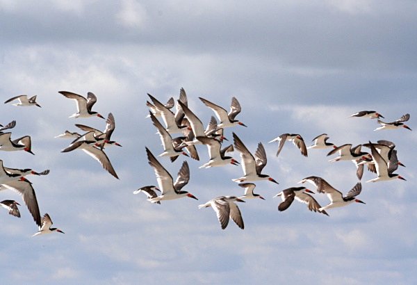 Black Skimmers - USA Birds