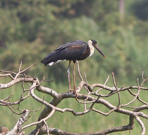 Woolly Necked Stork - Indian Birds
