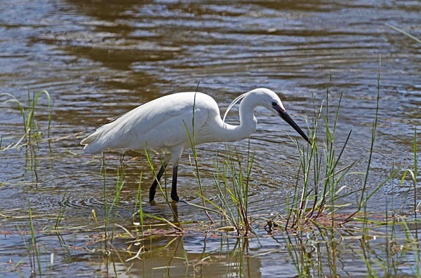Little Egret - Extremadura, Spain