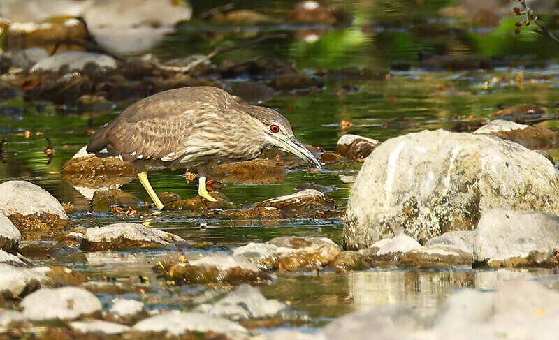 Night Heron Juv. - Lesvos 2025