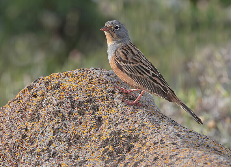 Cretzchmar's Bunting - Lesvos 2025