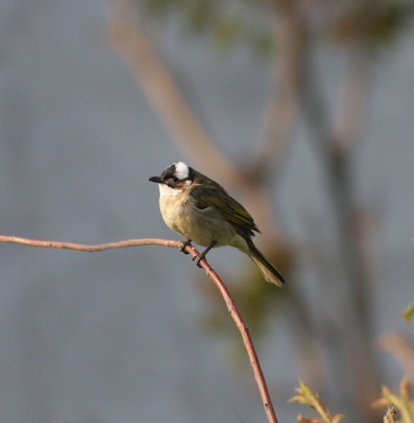Chinese Bulbul - China Birds