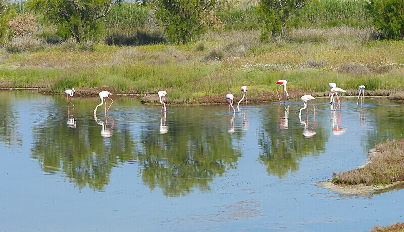 Flamingoes - Lesvos 2025