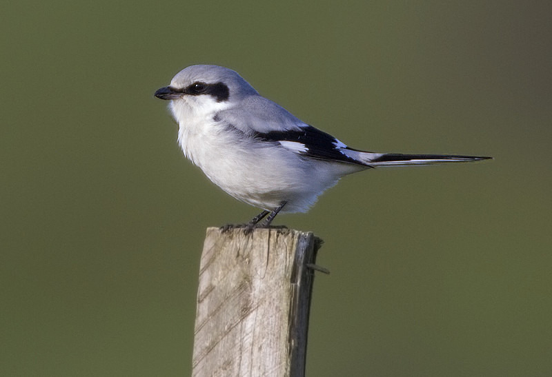 Northern Grey Shrike - Cuckoos, Shrikes & Waxwings