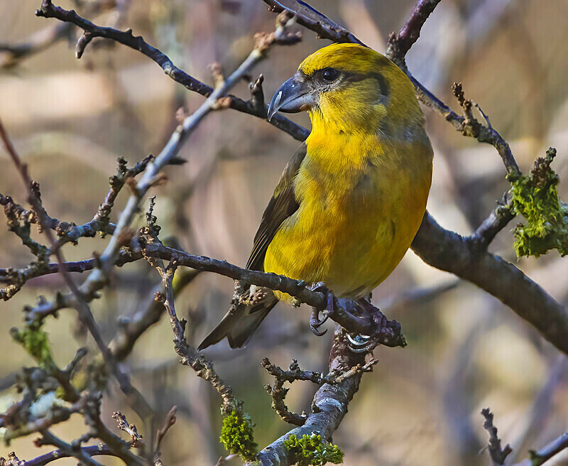 Crossbill - Crossbills