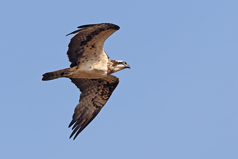 Osprey - The Gambia Januarry 2026
