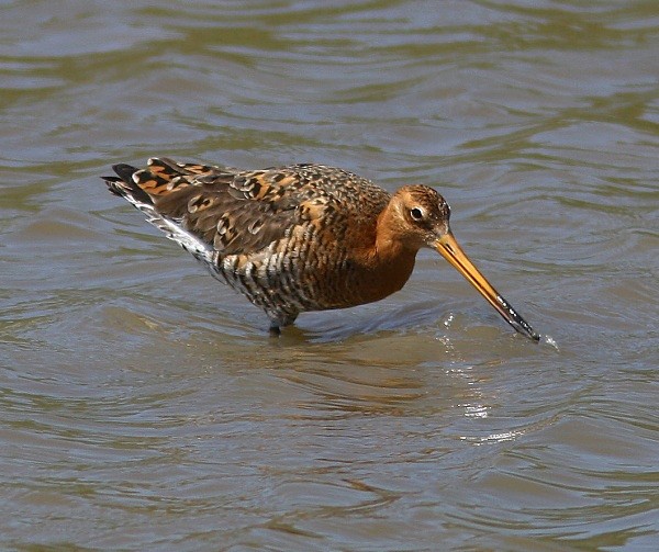 Black Tailed Godwit - Lesvos 2011