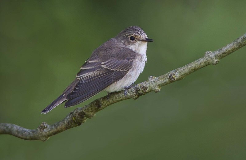 Juv Spotted Flycatcher - Flycatchers