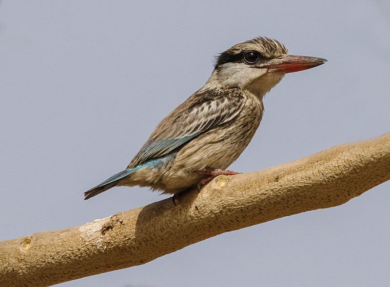 Striped Kingfisher. - The Gambia 2018
