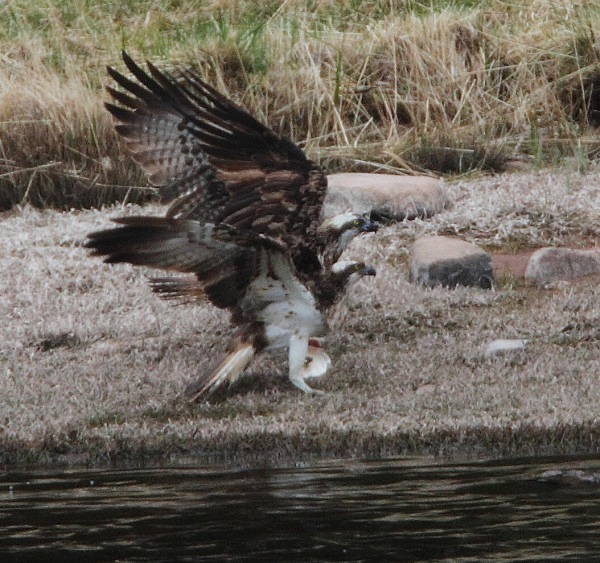 Ospreys fighting over fish. - Owls, Raptors, Corvids & Doves