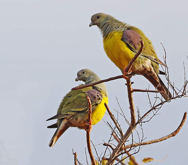 Bruce's Green Pigeons - The Gambia Januarry 2026