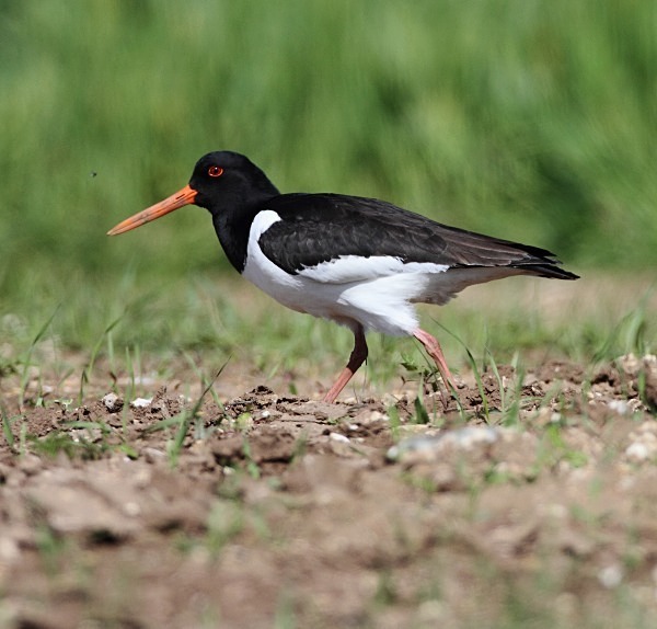 Oystercatcher - Norfolk, Spring 2012